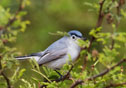 polioptila caerulea